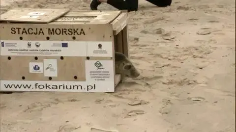Wypuścili młode foki do Bałtyku