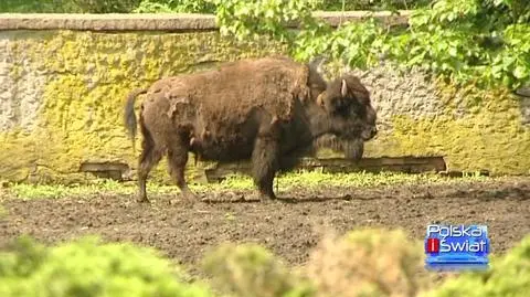 Zabezpieczanie ZOO (TVN24)