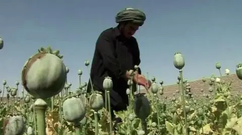 Zbiory maku na opium