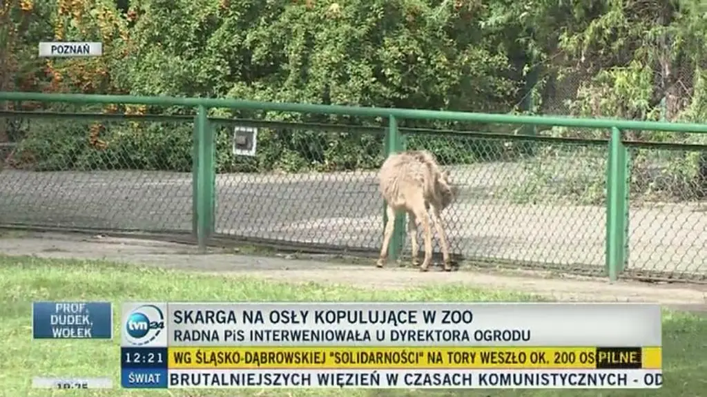 Zwiedzający uważają, że osiołki zachowują się normalnie