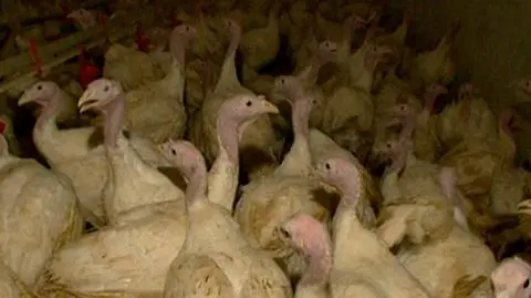 Zwierzęta faszerowane antybiotykami. Kolejna mięsna afera