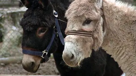 Zwierzęta z zoo gwiazdami szopki bożonarodzeniowej