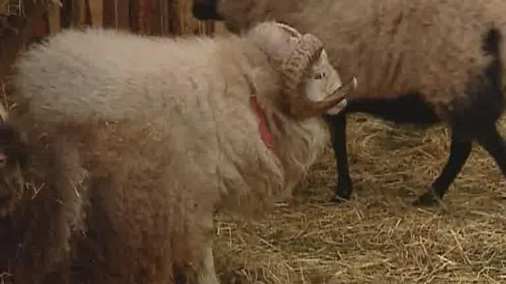 Żywa szopka w Gdańsku