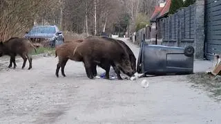 Dlaczego dziki uciekły z lasów do miast? "One wiedzą, one są mądre"