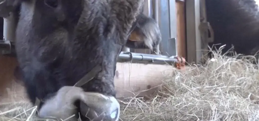 Umowa UE-Mercosur podpisana. Jest się czego bać?