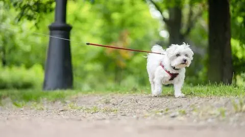 Spacery tylko na smyczy? Nie do końca
