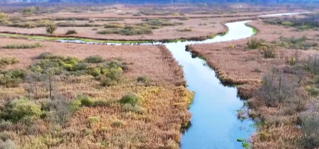 Przyrodniczy skarb kontra polityka. Czy jest nadzieja dla Międzyodrza?