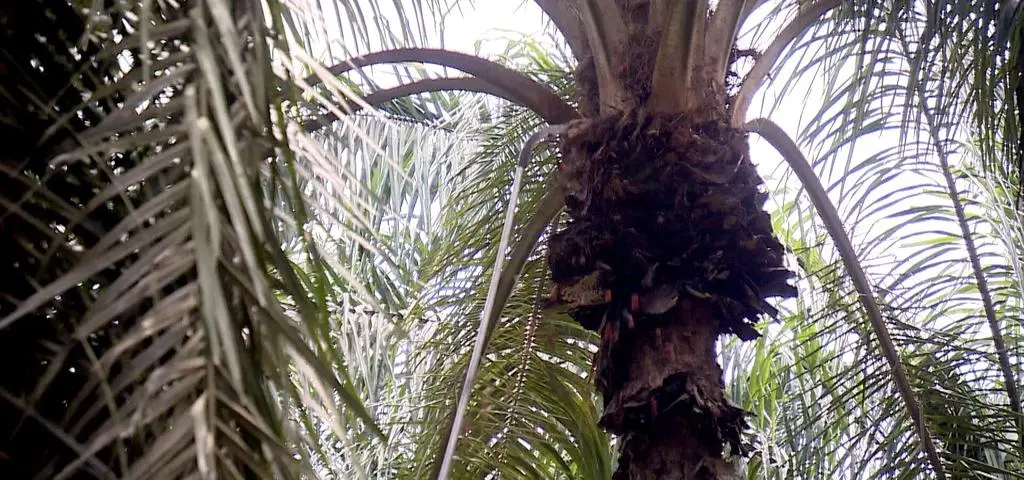 Jesz ciastko, myjesz włosy. Od twoich wyborów zależy los świata 