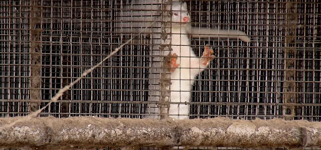 "Od dnia przyjazdu widziałem stałą, codzienną śmierć". Jaka jest prawdziwa cena futrzanego luksusu?