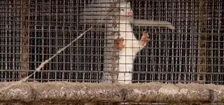 "Od dnia przyjazdu widziałem stałą, codzienną śmierć". Jaka jest prawdziwa cena futrzanego luksusu?