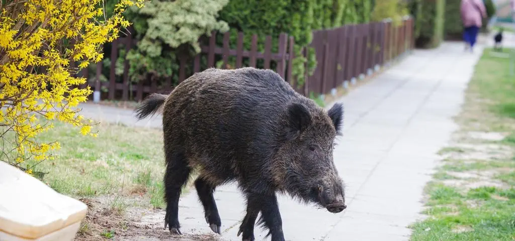 "Dziki problem" polskich miast. Sami sobie jesteśmy winni?