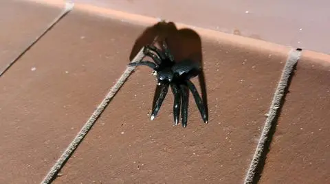 Zobaczyła wielkiego pająka, zaalarmowała służby. "Jak ja lubię takie interwencje"