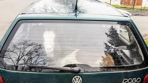 W bagażniku auta jechała koza