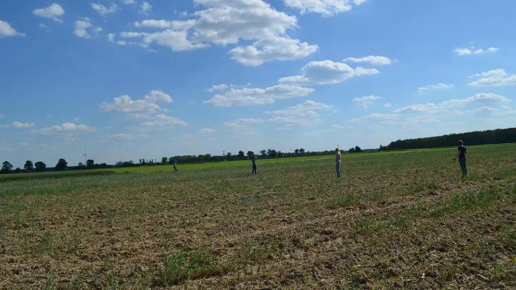 W środę przeczesano pole w poszukiwaniu ptaków