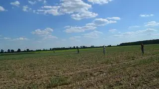 W środę przeczesano pole w poszukiwaniu ptaków