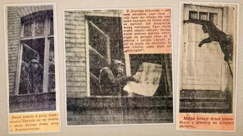 Wielka ucieczka z zoo. Jedna małpa rozbroiła żołnierza i zdobyła karabin, druga w mieszkaniu "czytała" gazetę