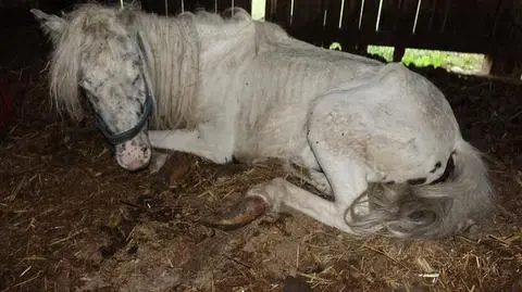 Uratowali "17 szkieletów", konie umierały z głodu