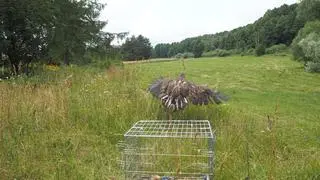 Bielik wrócił na wolność