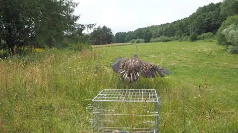 Złapała go ulewa, nie był w stanie latać. Pomogli leśnicy i wędkarze