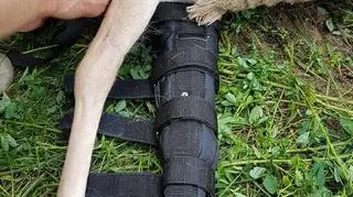 Łania zyskała protezę