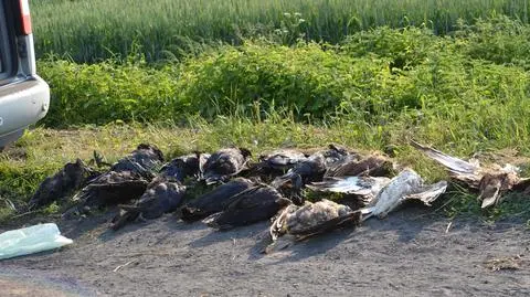 Pole śmierci w Wielowsi. Dziesiątki martwych ptaków i kawałki mięsa