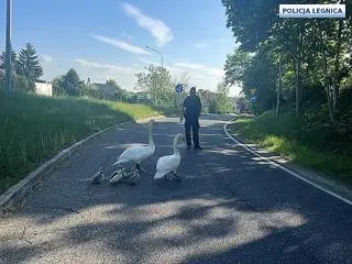 Policjanci pomogli łabędziom