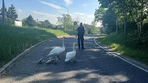 Policjanci pomogli łabędziom