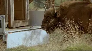 Żubry trafią do dwóch różnych stad