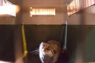 Manul otrzymał imię Magellan