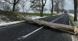 Drzewo trzeba było ściąć