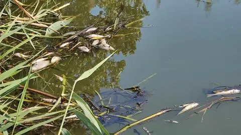 Śnięte ryby w Wełnie. Apel do mieszkańców, by nie poili w rzece zwierząt i nie wędkowali
