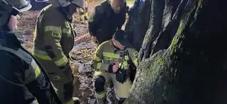 Pożar ugasili strażacy