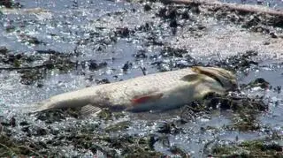 Śnięte ryby na Odrze w województwie lubuskim