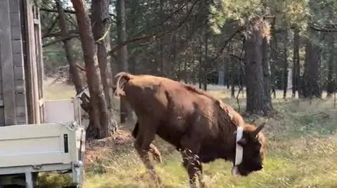 Jeden z żubrów podczas wypuszczania