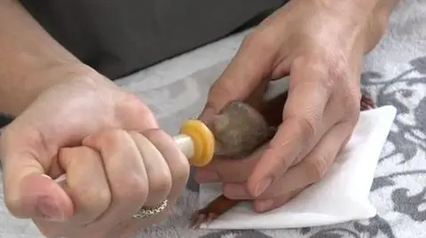 Wyższe rachunki, droższa karma i wizyty u weterynarzy. Azyle dla dzikich zwierząt przeżywają ciężkie chwile