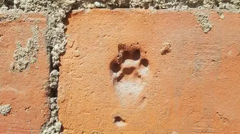 Na średniowiecznych cegłach znaleźli odciski łap kota i psa. Tajemnica kościelnych murów