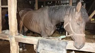 Konie były zagłodzone