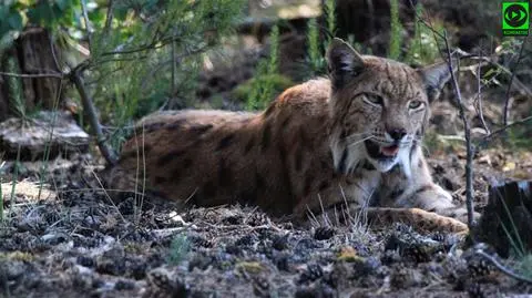 Spotkanie z rysiem. "Rozłożył się i nisko mruczał"