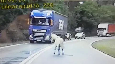 Kucyk na gigancie. Biegał po drodze krajowej, "na samochody nie reagował"