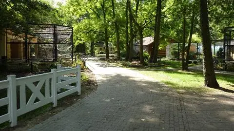 Jeleń uciekł z wybiegu i ranił pracownika zoo