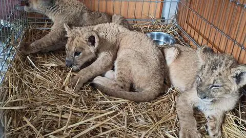 Uratowane lwiątka