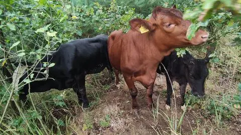 Strażakom udało się odnaleźć krowy