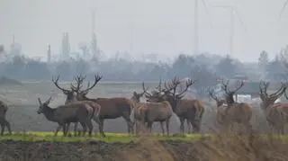 Stado liczyło około 20 jeleni