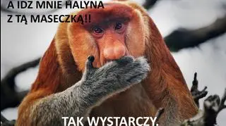 Memy o nosaczach mogą pomagać ratować zwierzęta