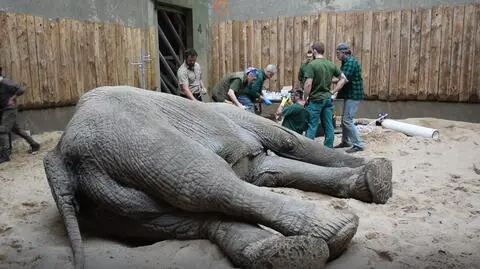 Słoń waży ponad 5 ton 
