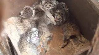 Młode narodziły się w zoo pół roku temu
