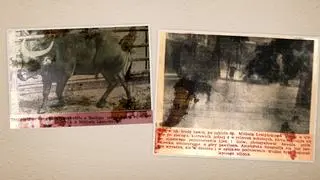 "Kurier Poznański" o ataku bawoła
