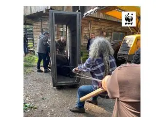 Młodszego byka trzeba było wciągać do skrzyni