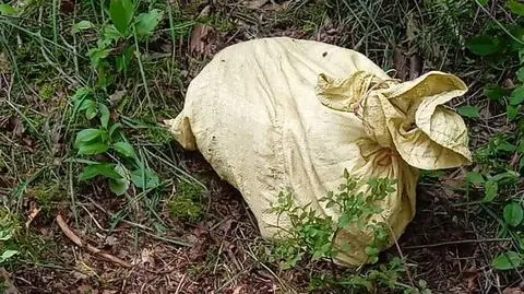 Spacerująca kobieta znalazła dwa psy zawiązane w workach