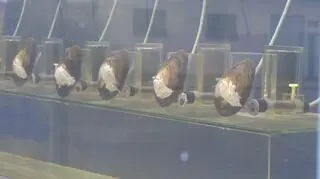 Małże "oceniają" stan wód od 26 lat